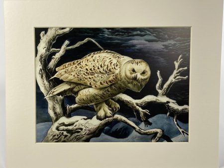 Snowy Owl Matted Print Online Hot Sale